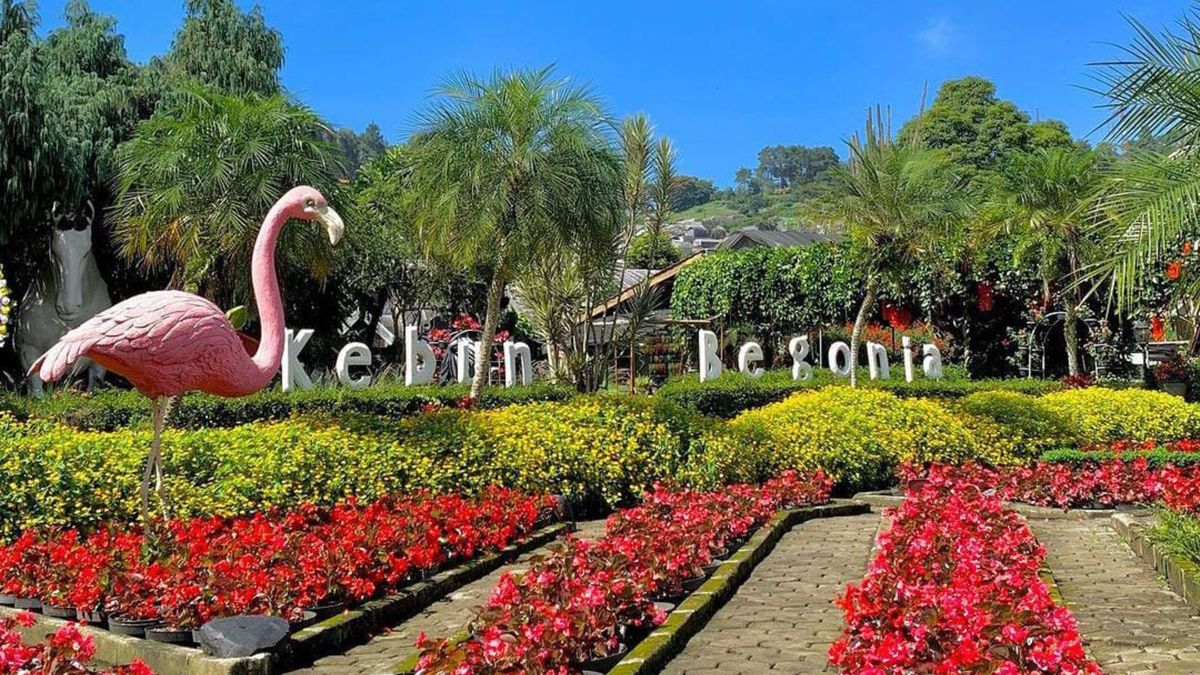 Keindahan Taman Begonia di Lembang: Surga bunga yang menakjubkan