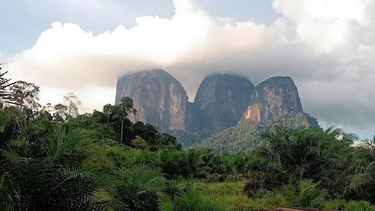 Keindahan Gunung Ketapang: Pemandangan Puncak yang Memukau di Tengah Hutan Pinus