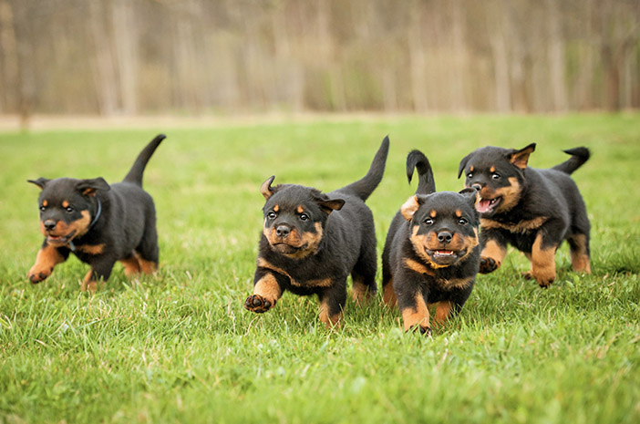 Anjing Rottweiler