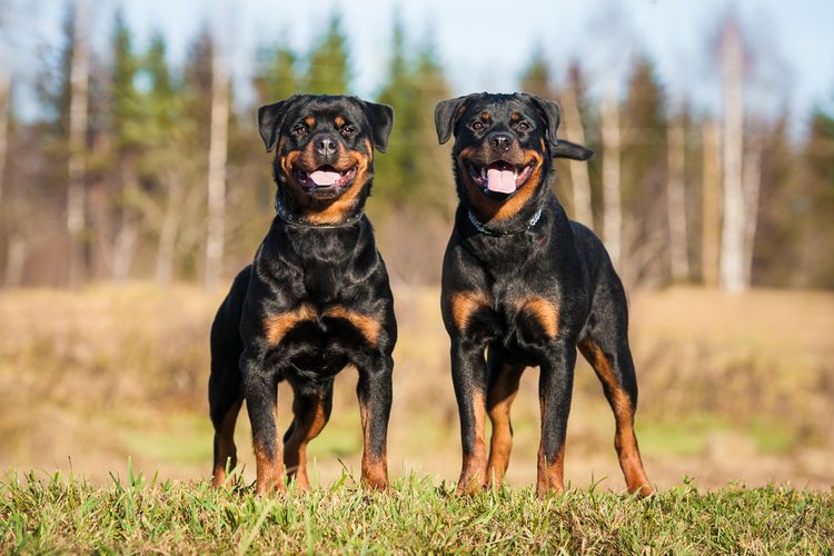 Anjing Rottweiler