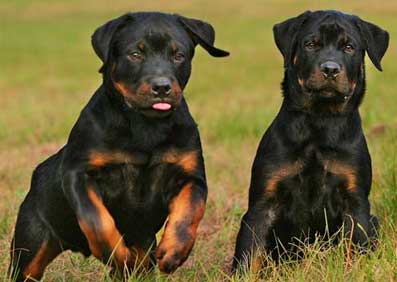 Anjing Rottweiler