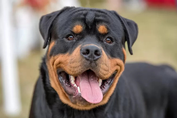 Anjing Rottweiler