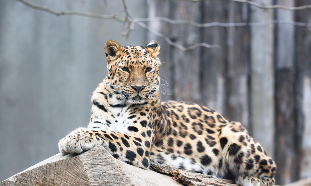 An Amur leopard cautiously moving through the forest 