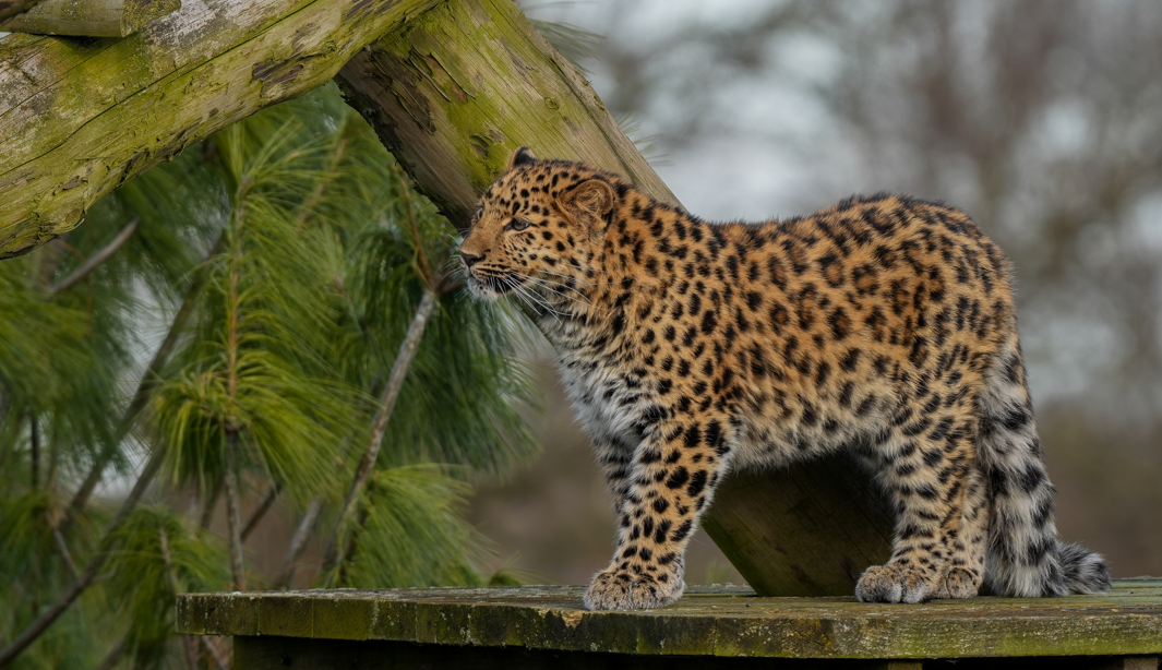 Amur leopard resting in a snowy forest habitat