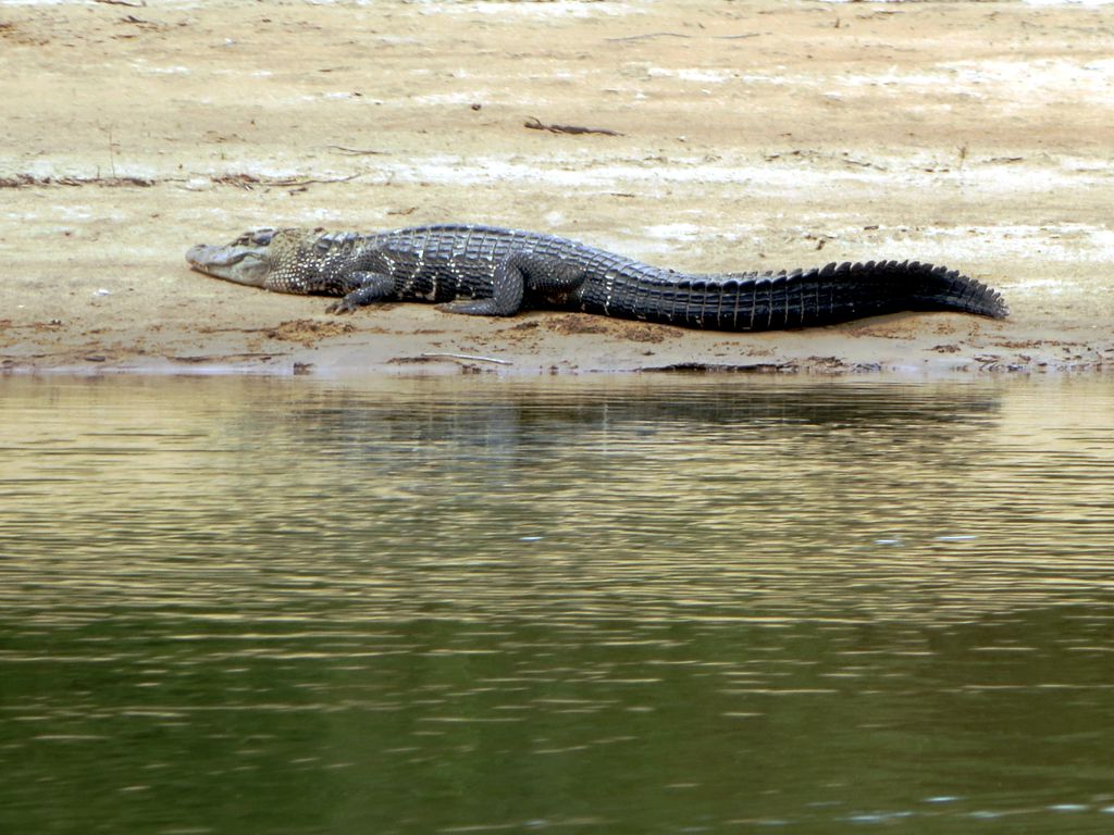 Karakteristik Fisik Melanosuchus Niger