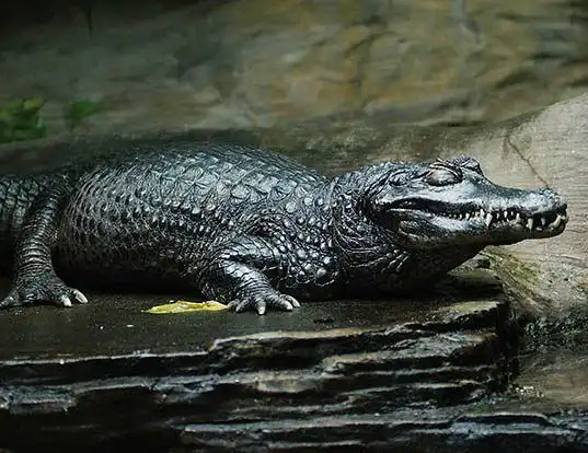 Melanosuchus Niger: Predator Puncak Di Hutan Hujan Amazon Yang Terancam ...