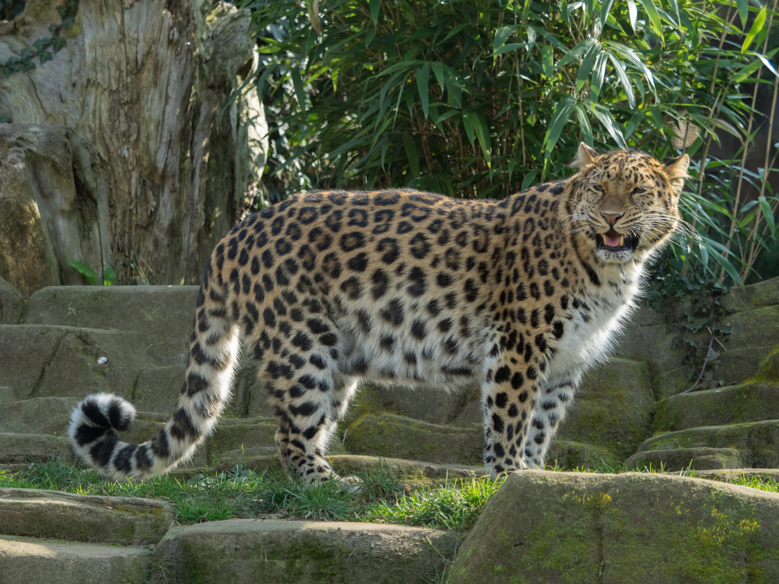 The majestic Amur leopard in its natural habitat in Russia 