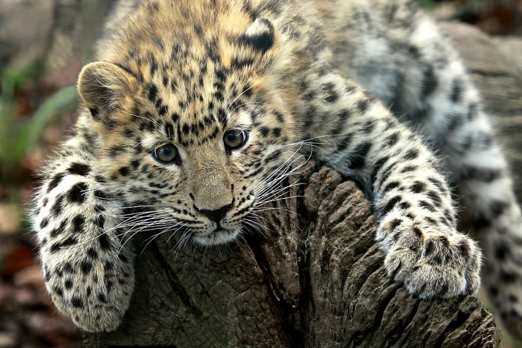 Conservationists setting up camera traps for Amur leopard monitoring 