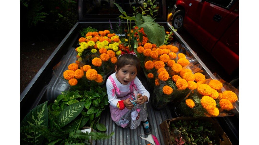 Marigold Meksiko