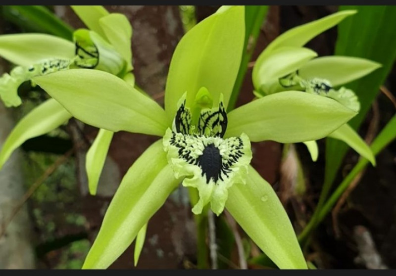 Coelogyne pandurata