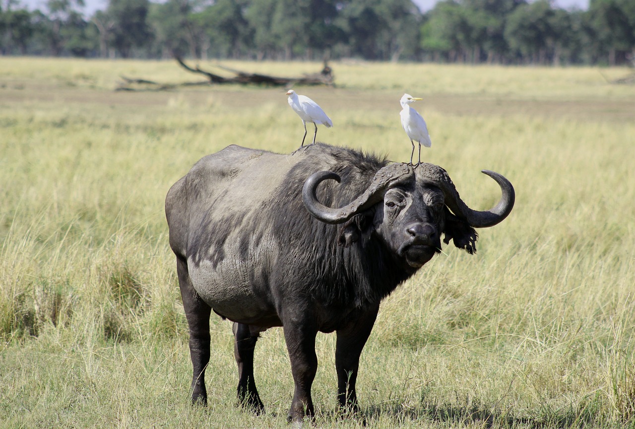 Studi Ilmiah dan Kontribusi Kerbau Afrika