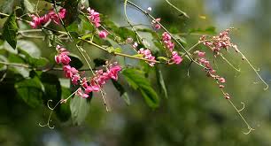 Antigonon flavescens