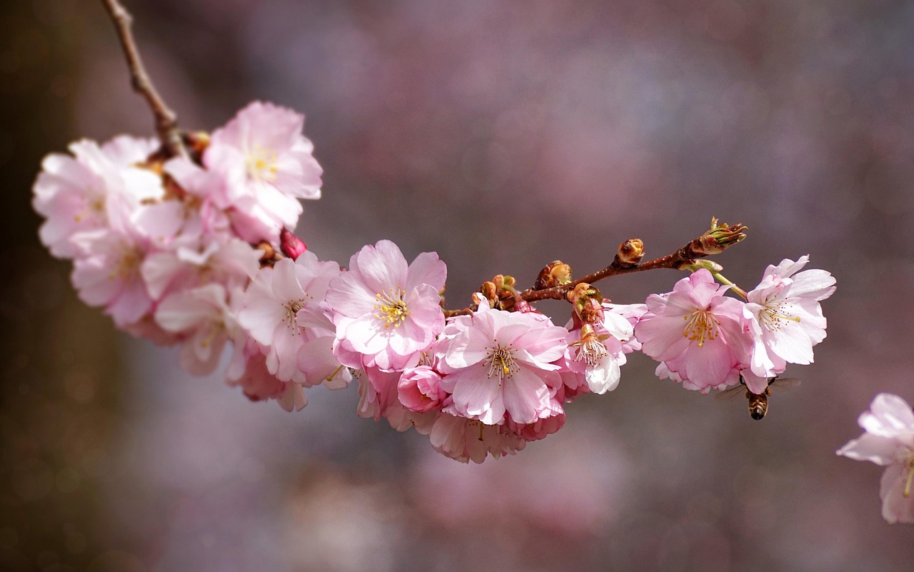 Bunga Sakura Cantik