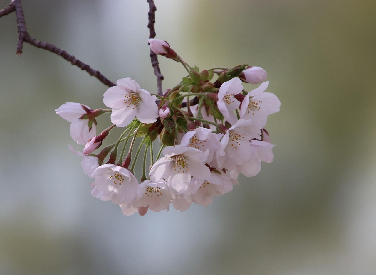 Bunga Sakura Cantik