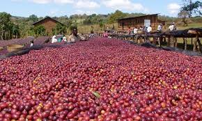 Kopi Ethiopia