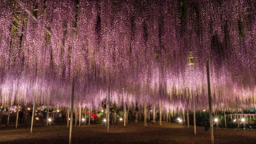 Asal Usul dan Daya Tarik Bunga Wisteria Jepang
