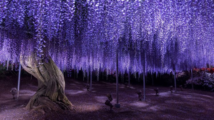 Bunga Wisteria