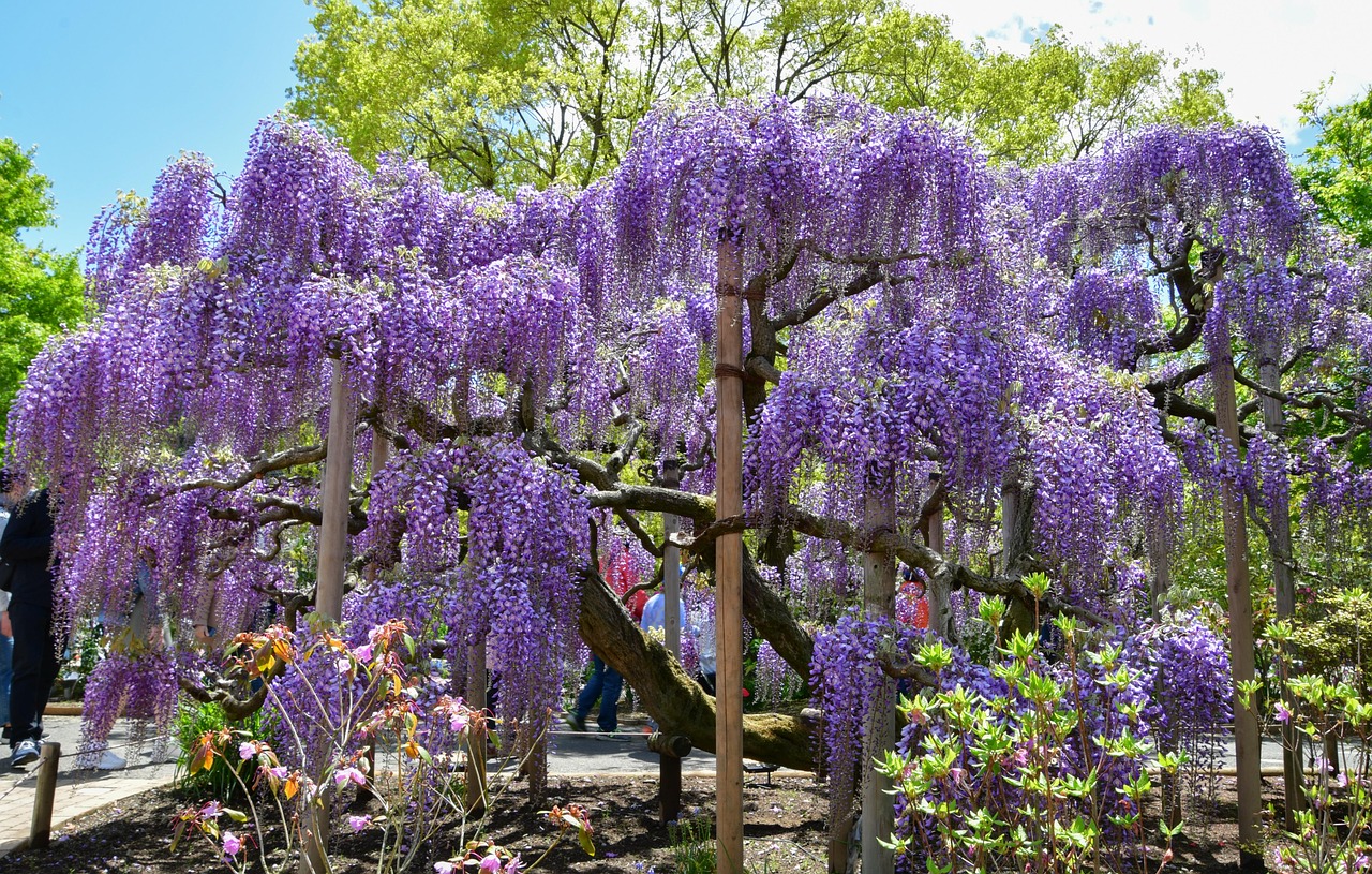Cara Tumbuh dan Karakter Unik Wisteria